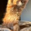 Chris Mainecoon boy red photo 1