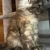 Chris Mainecoon boy red photo 2