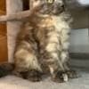 Chris Mainecoon boy red photo 4