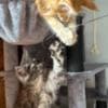 Chris Mainecoon boy red photo 5