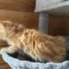 Chris Mainecoon boy red photo 7