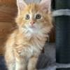 Chris Mainecoon boy red photo 8