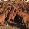 Healthy dairy and meat goats for sale photo 1