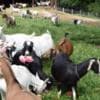 Healthy dairy and meat goats for sale photo 2