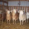 Katahdin sheep and Dorper sheep for sale photo 1