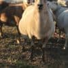 Katahdin sheep and Dorper sheep for sale photo 2