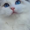 beautiful ragdoll for sell photo 1