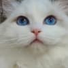 beautiful ragdoll for sell photo 2