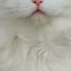 beautiful ragdoll for sell photo 3