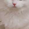 beautiful ragdoll for sell photo 4