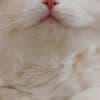 beautiful ragdoll for sell photo 5