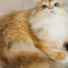 british long hair for sell photo 2