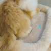 british long hair for sell photo 3