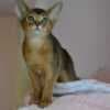 Abyssinian kittens photo 1