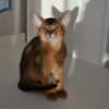 Abyssinian kittens photo 2