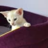 Abyssinian kittens photo 5