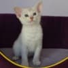 Abyssinian kittens photo 6