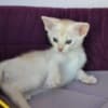 Abyssinian kittens photo 7