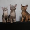 Abyssinian boys and girls photo 2