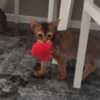 Abyssinian boys and girls photo 3