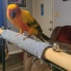 Sun conure photo 1