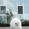 male puppy rolly photo 1