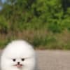 male puppy rolly photo 3