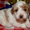 Az Toy Parti Poodle photo 1