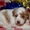 Az Toy Parti Poodle photo 2