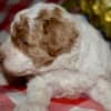 Az Toy Parti Poodle photo 3