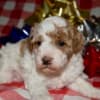 Az Toy Parti Poodle photo 4