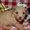 Az Toy Poodle Female photo 1