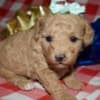Az Toy Poodle Female photo 2