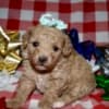 Az Toy Poodle Female photo 3