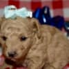 Az Toy Poodle Female photo 4