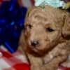 Az Toy Poodle Female photo 5