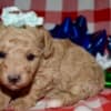 Az Toy Poodle Female photo 6