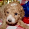 Az Toy Poodle M photo 1