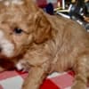 Az Toy Poodle M photo 2