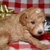 Az Toy Poodle M photo 3