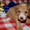Az Toy Poodle M photo 4
