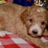 Az Toy Poodle M photo 5