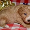 Az Toy Poodle M photo 7