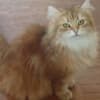 Siberian Kittens photo 1