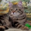 Siberian Kittens photo 2