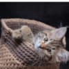 Siberian Kittens photo 3