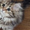 Siberian Kittens photo 4