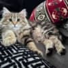Siberian Kittens photo 5