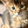 Sommali kitten available photo 2