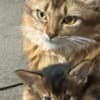 Sommali kitten available photo 3